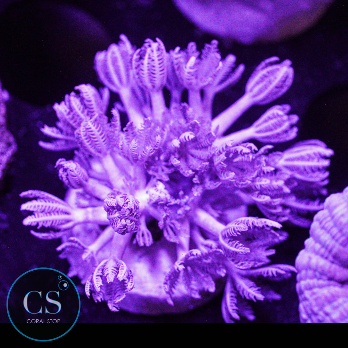 Pulsing Xenia