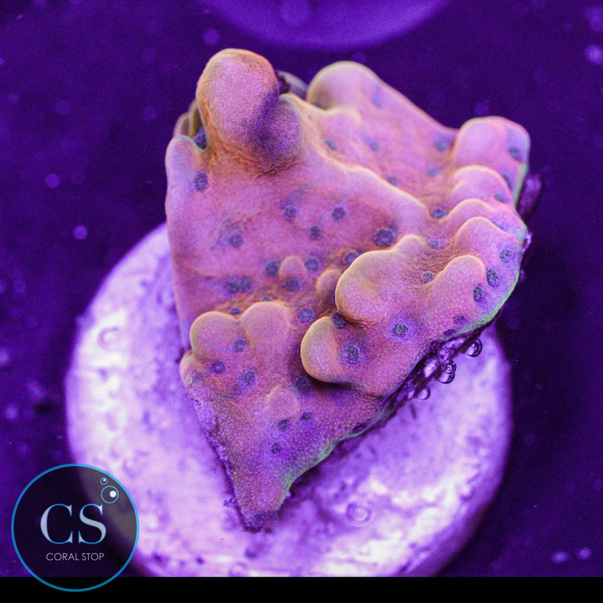 JF Alter Ego Montipora