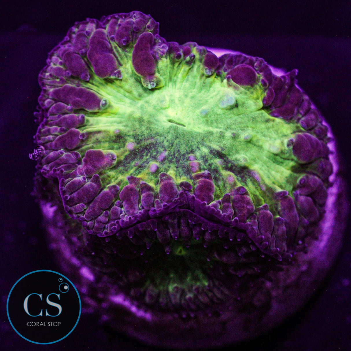 CS City Pulse Blastomussa