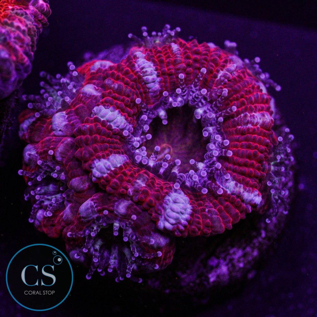 Rainbow Acan