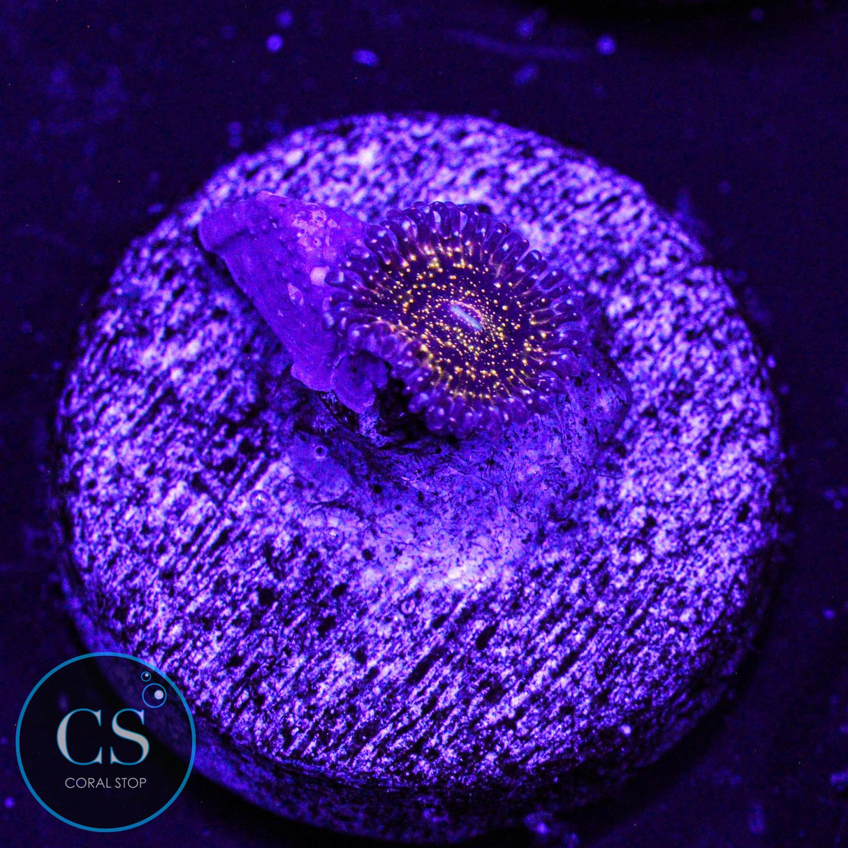 JF Frankie's Acid Trip Zoa