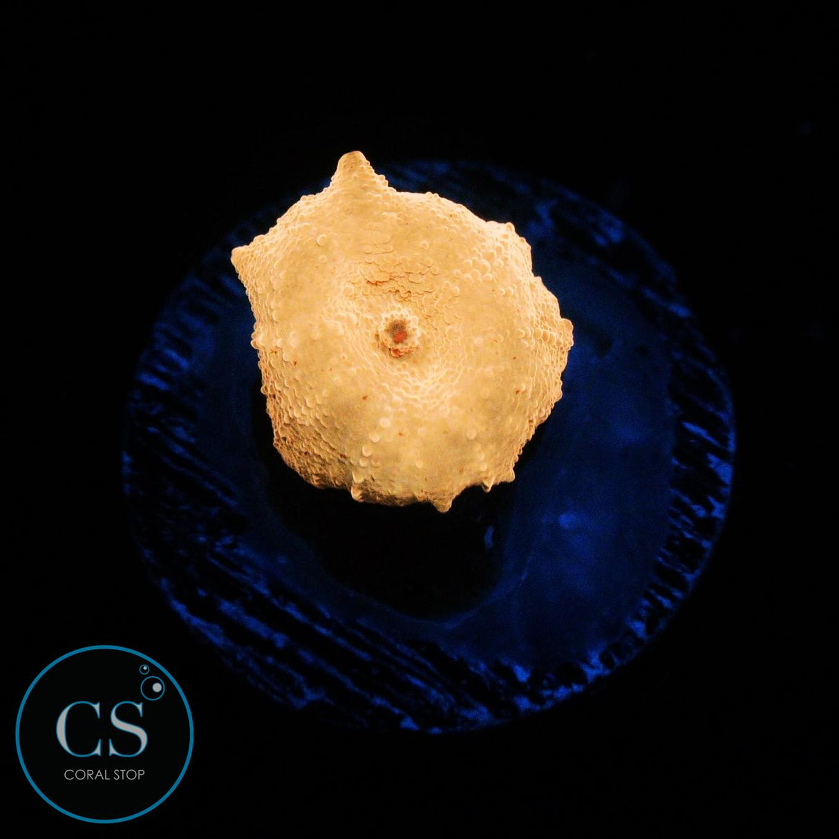 POLETTI JAWBREAKER MUSHROOM