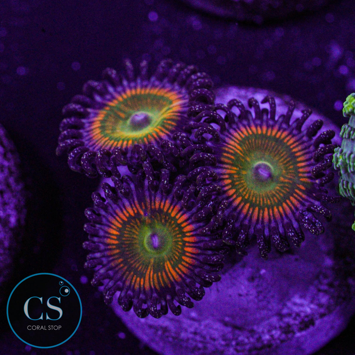 Sunny Delight Zoa