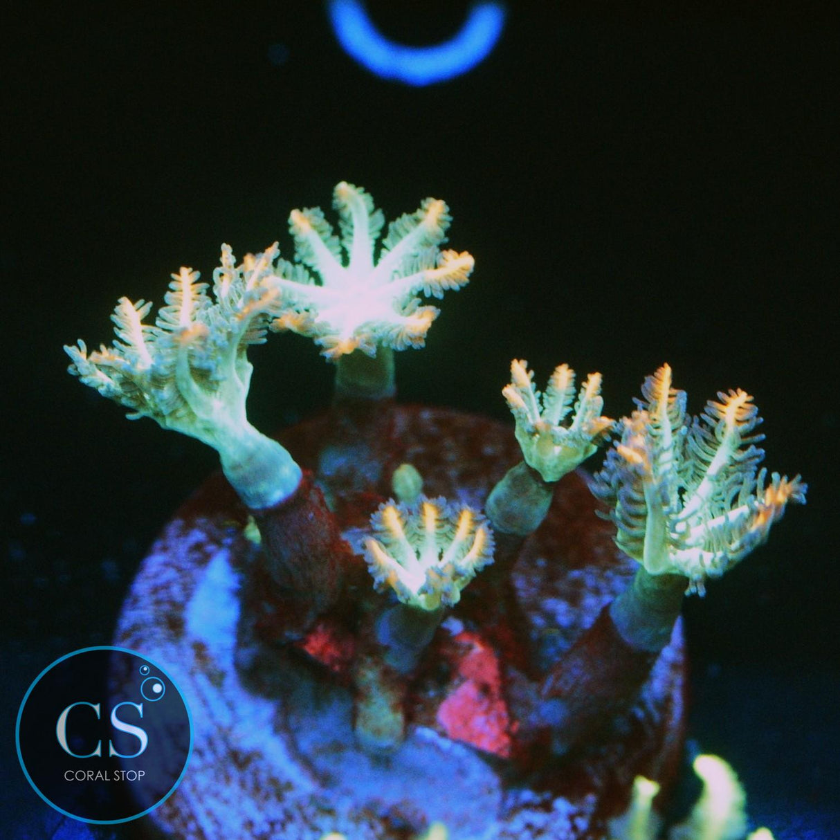 WWC FIREWORKS CLOVE POLYPS