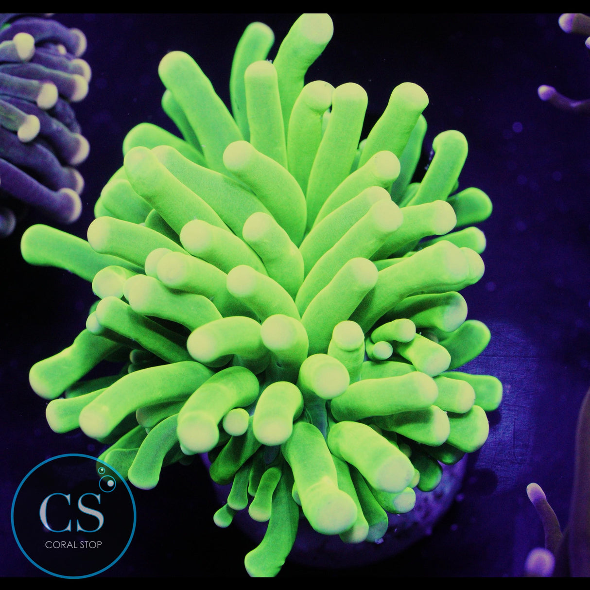 Chernobyl Bright Green Torch