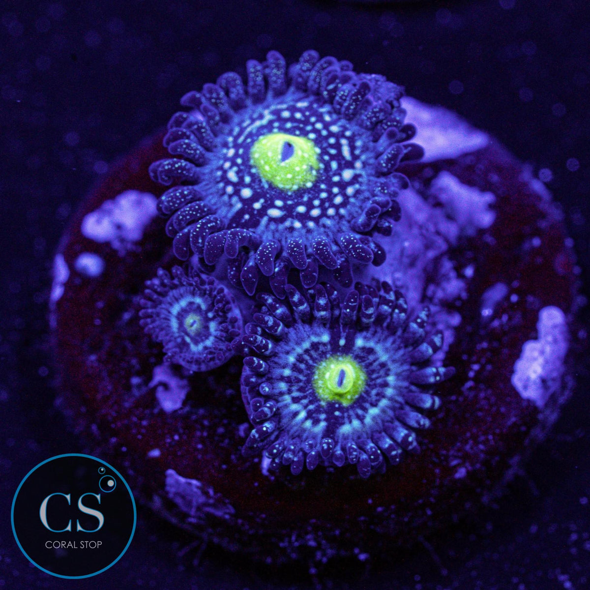 Blue Lagoon Zoa