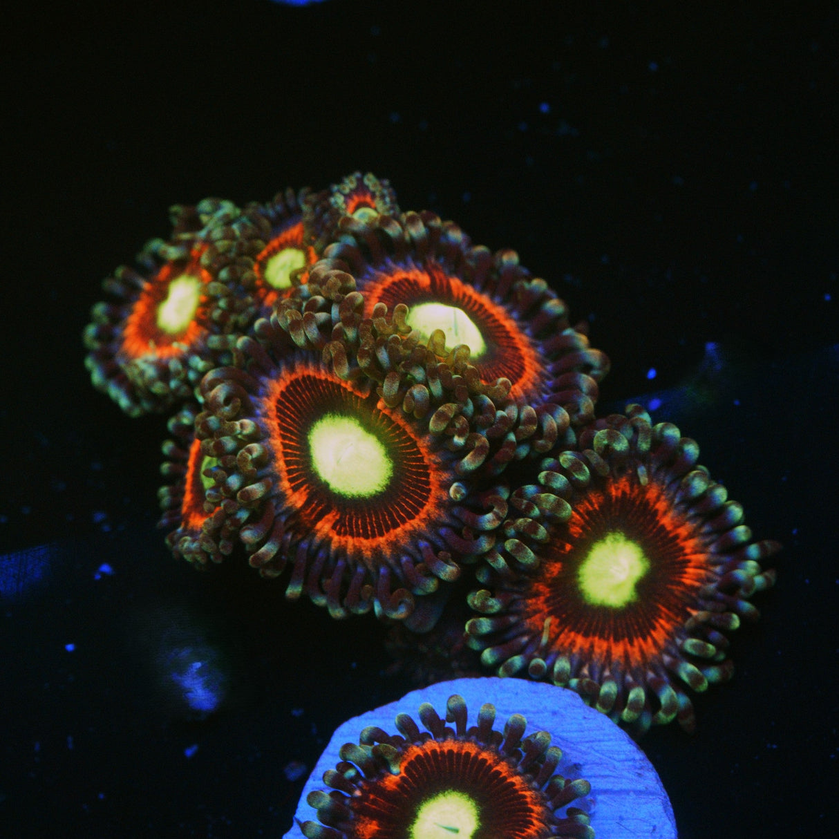 PINK RING OF DEATH ZOA