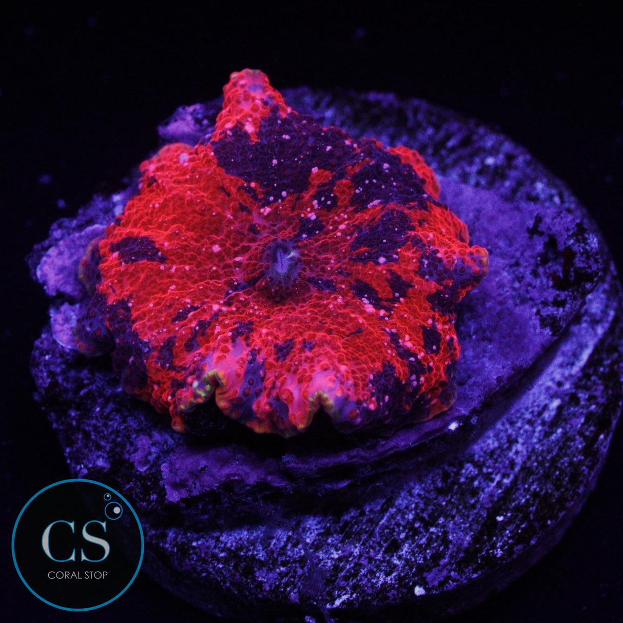 GOLD RIM DEADPOOL JAWBREAKER MUSHROOM