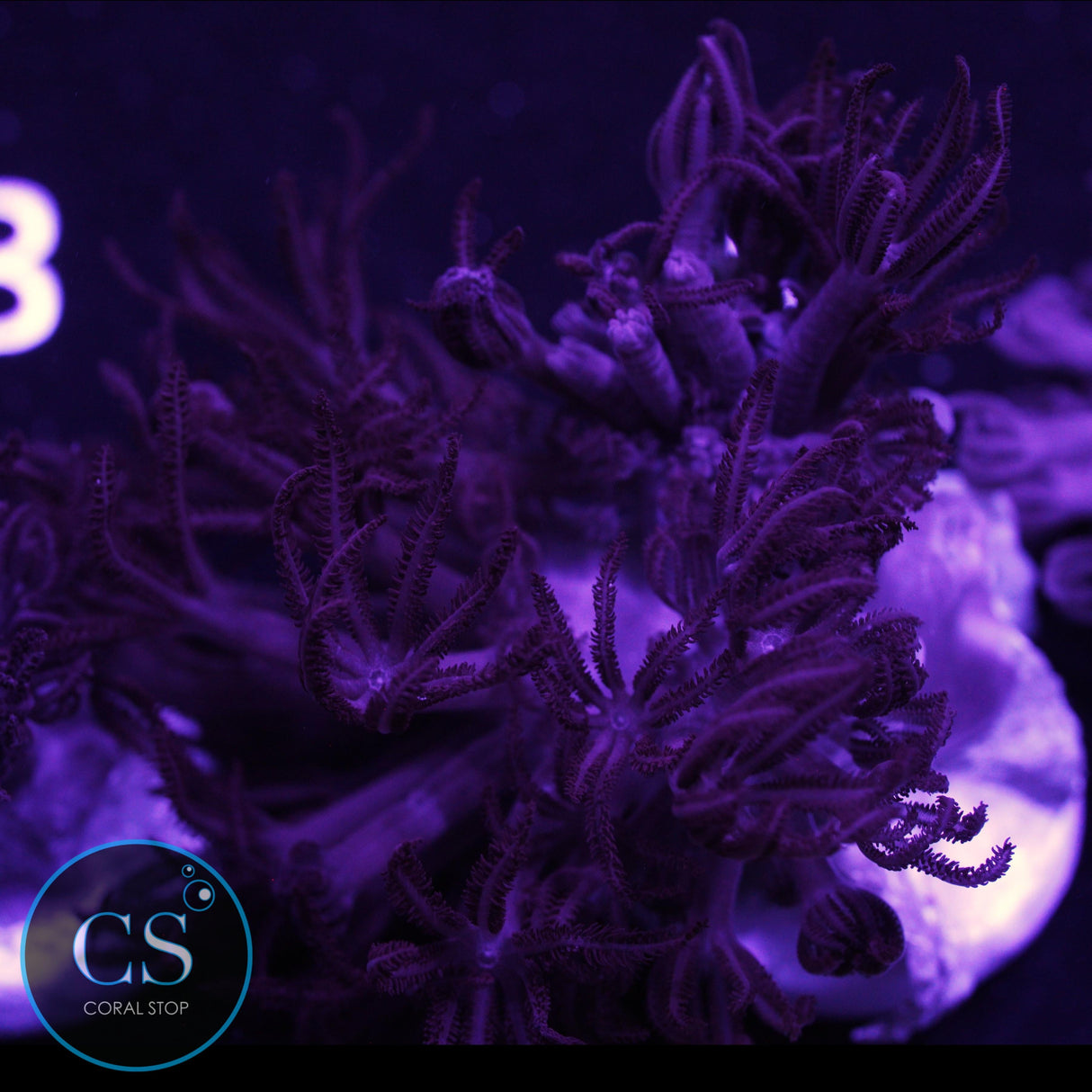 RARE RED PULSING XENIA