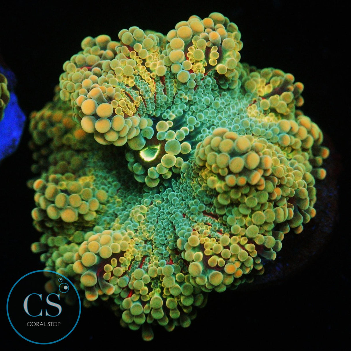 RAINBOW MALAYSIAN YUMA MUSHROOM
