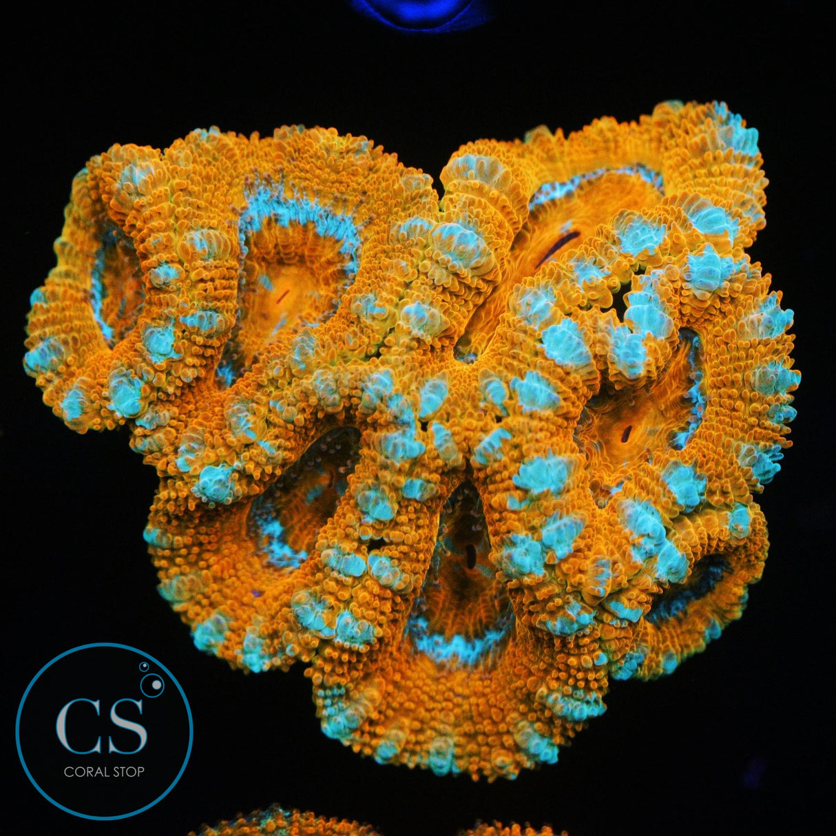 FROZEN CITRUS ACAN CHUNK