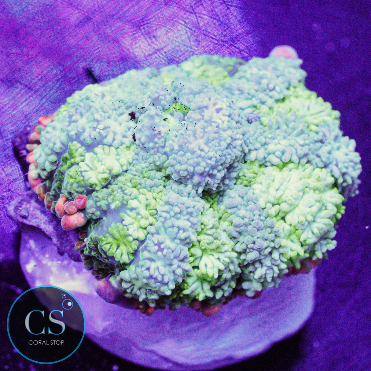 Frankenstein Bounce Mushroom
