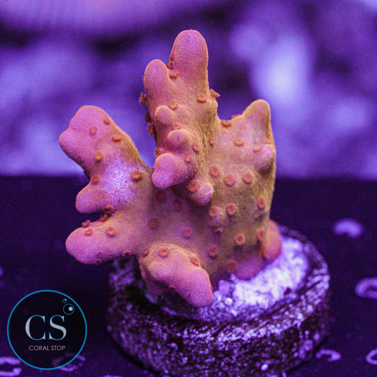 Orange Setosa