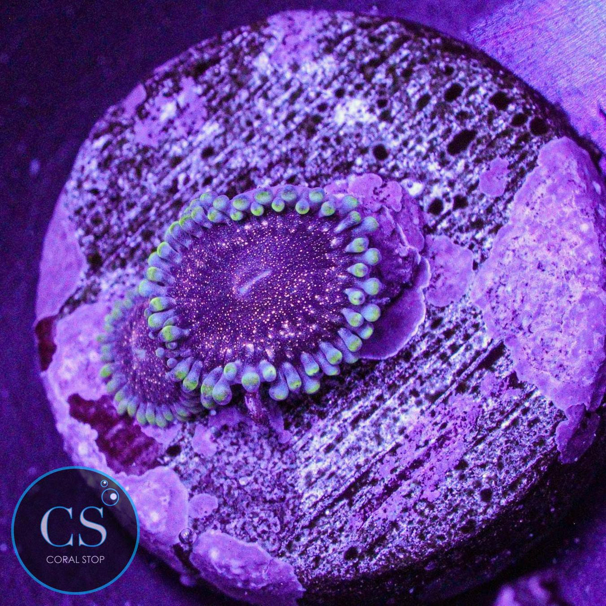 Dragon Mistress Zoa