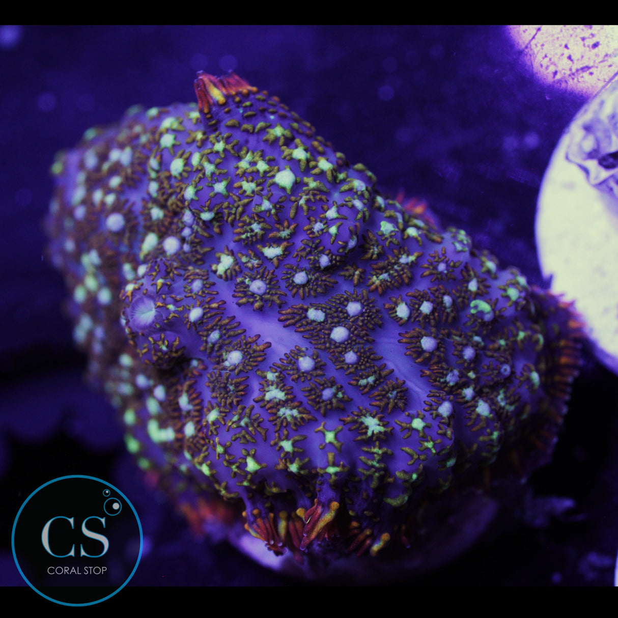 CS GENERAL TSO MUSHROOM