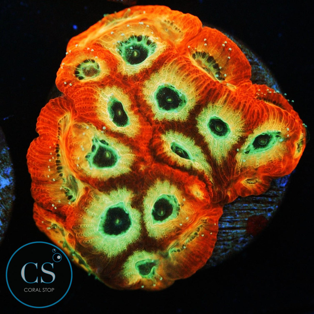 JF DAYGLO FAVIA
