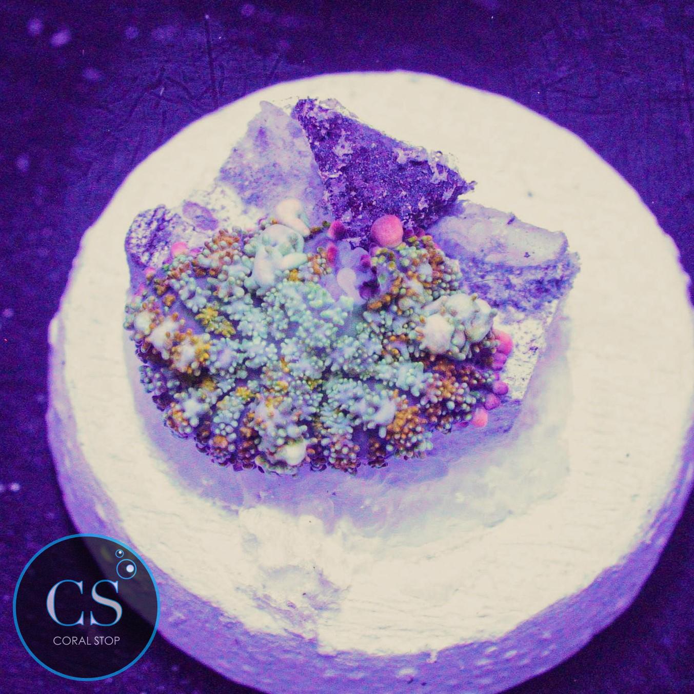 OT7 Rainbow Bounce Mushroom – Coral Stop