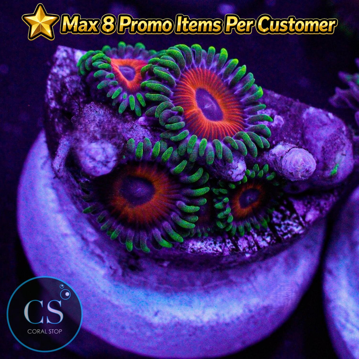 Whammin' Watermelon Zoa