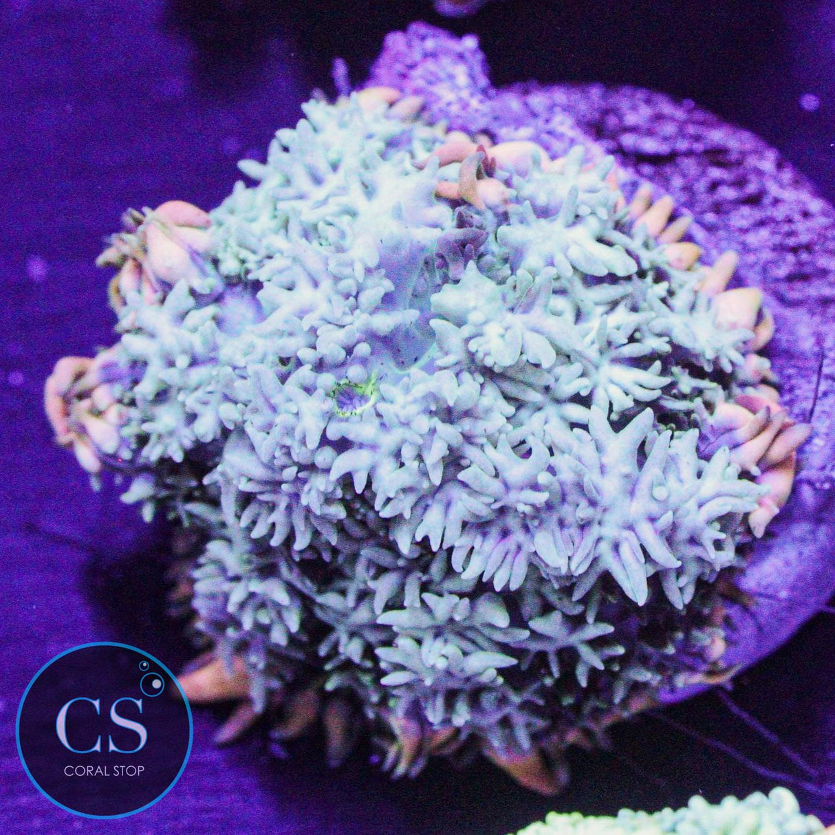 Frankenstein Bounce Mushroom