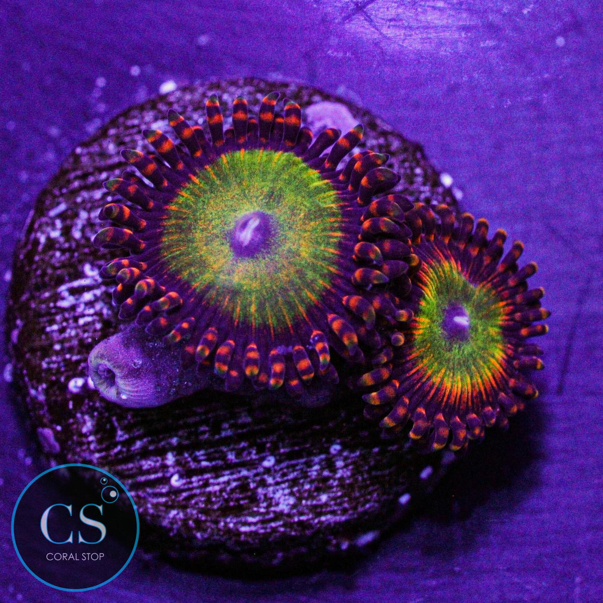 Candy Apple Orange Zoa