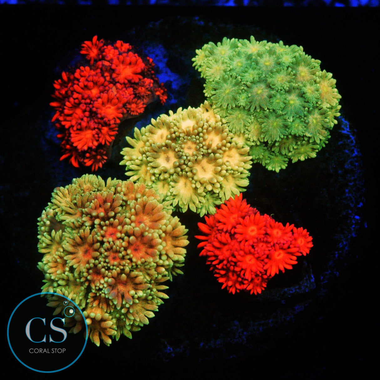 RAINBOW GONI BOUQUET