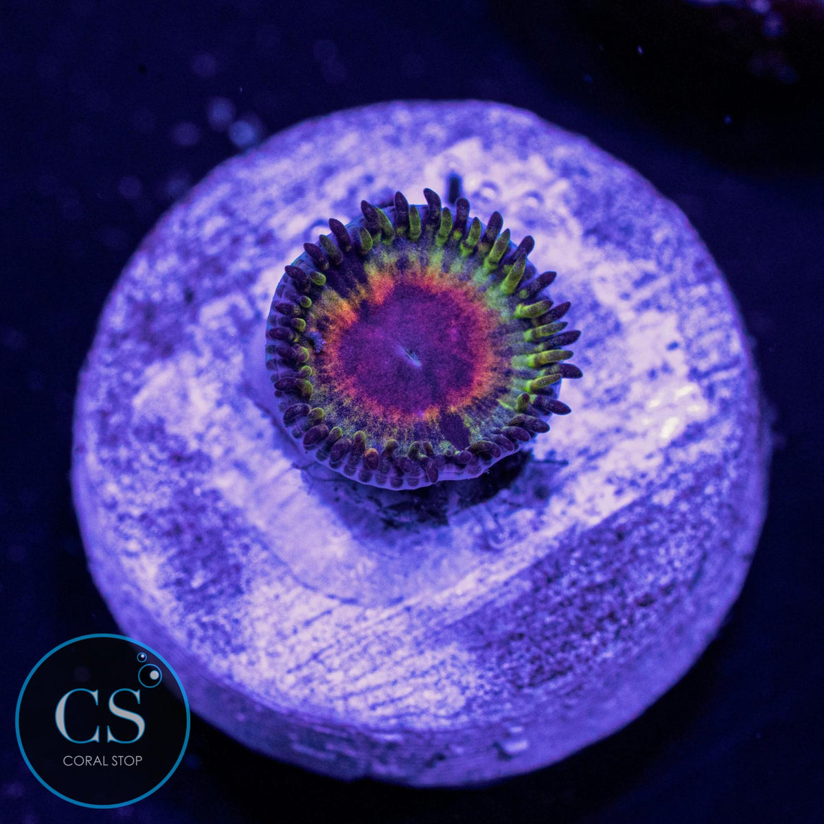 Little Shop Of Horror Zoa