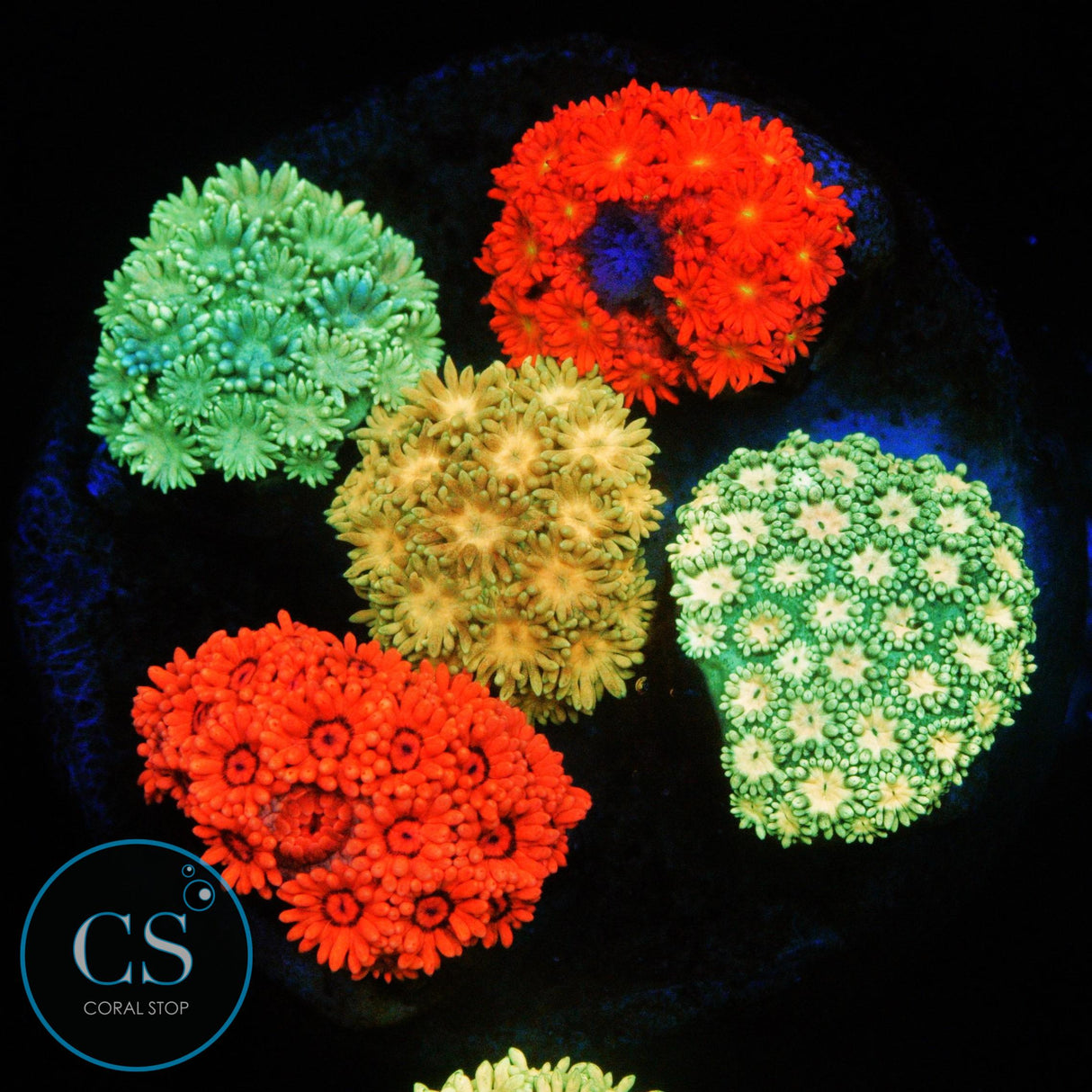 RAINBOW GONI BOUQUET