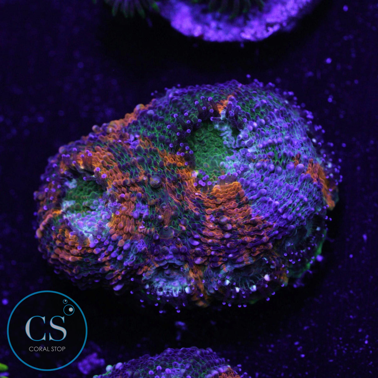 Bleeding Apple Acan Echinata
