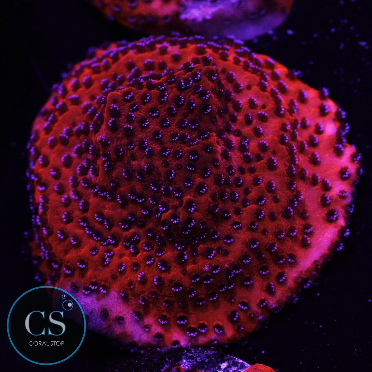 Mystic Sunset Montipora