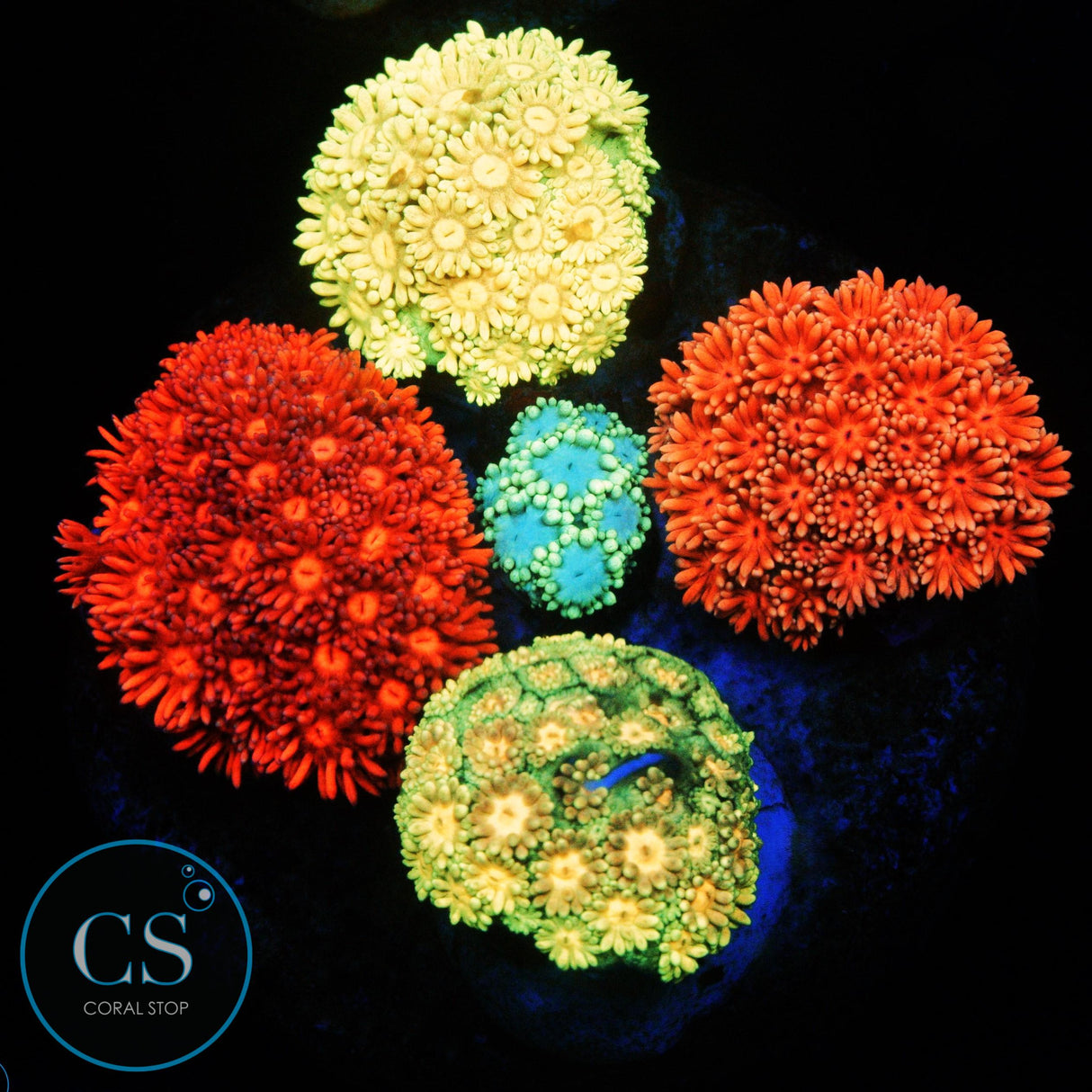 RAINBOW GONI BOUQUET