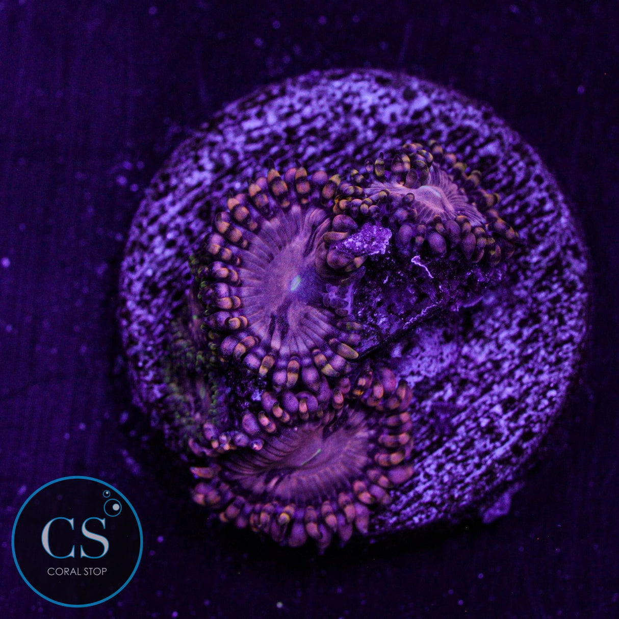 RR Koala Eye Zoa
