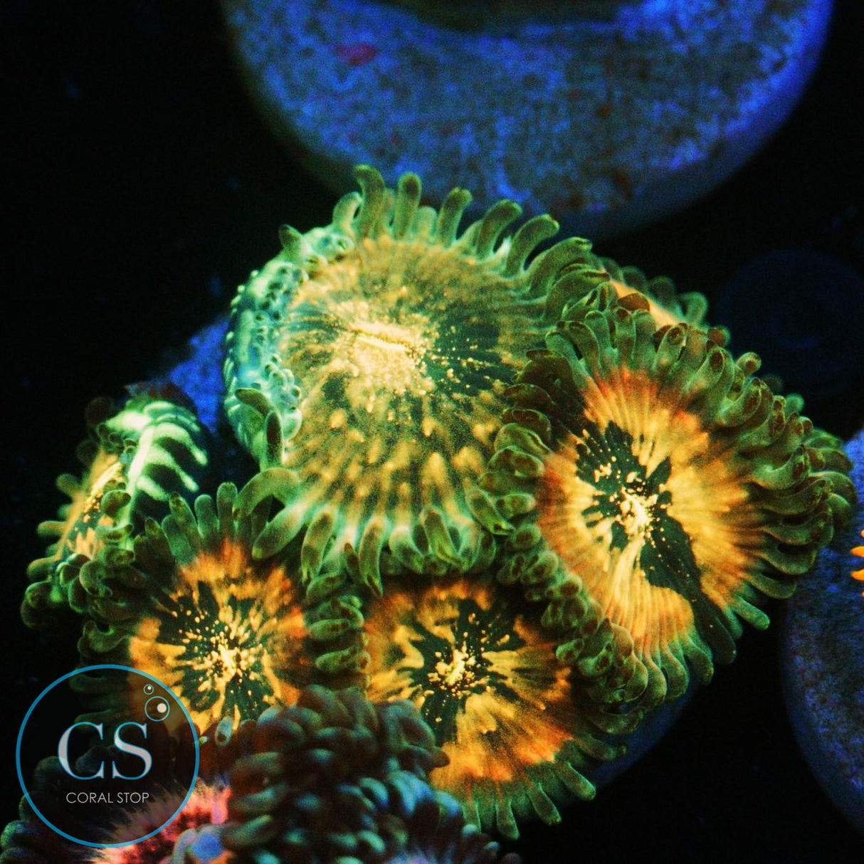 HAWAIIAN DING DANG ZOA