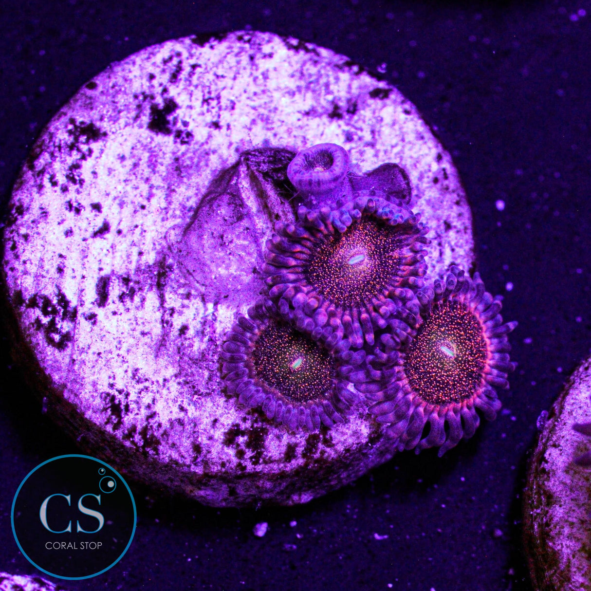 Mohawk Zoa