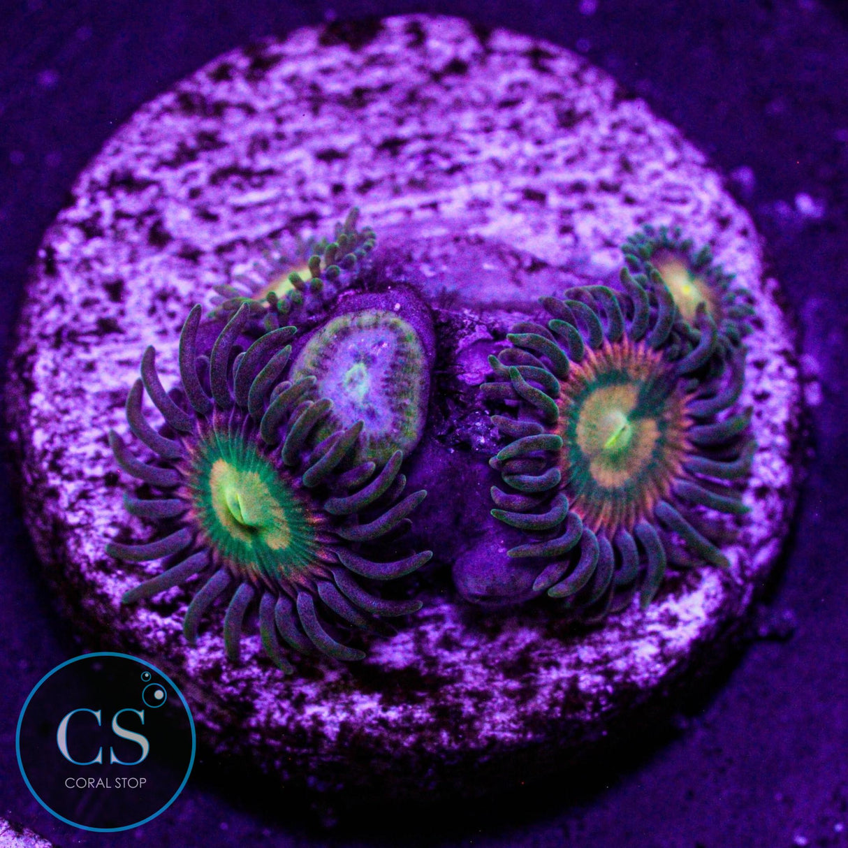 RR Kraken Zoa