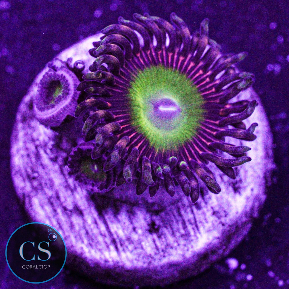 Candy Apple Pink Zoa