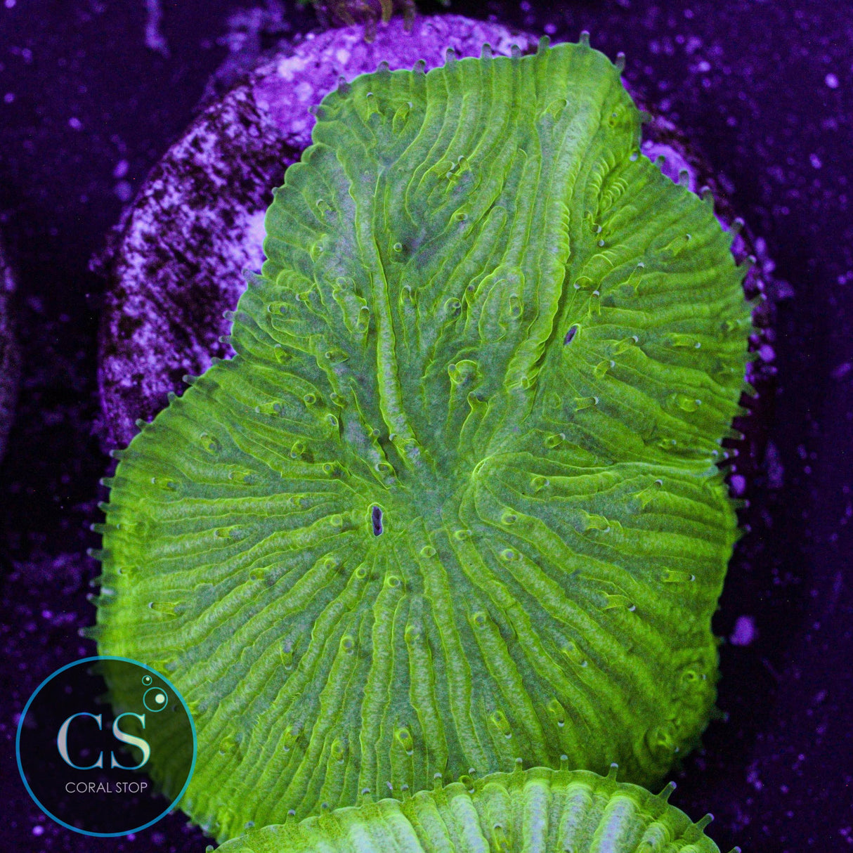 Kryptonite Diaseris Plate