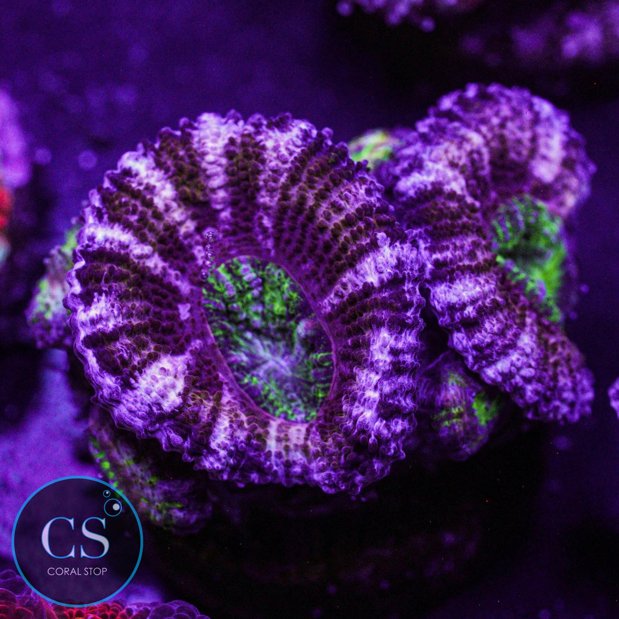 Purple Heart Acan