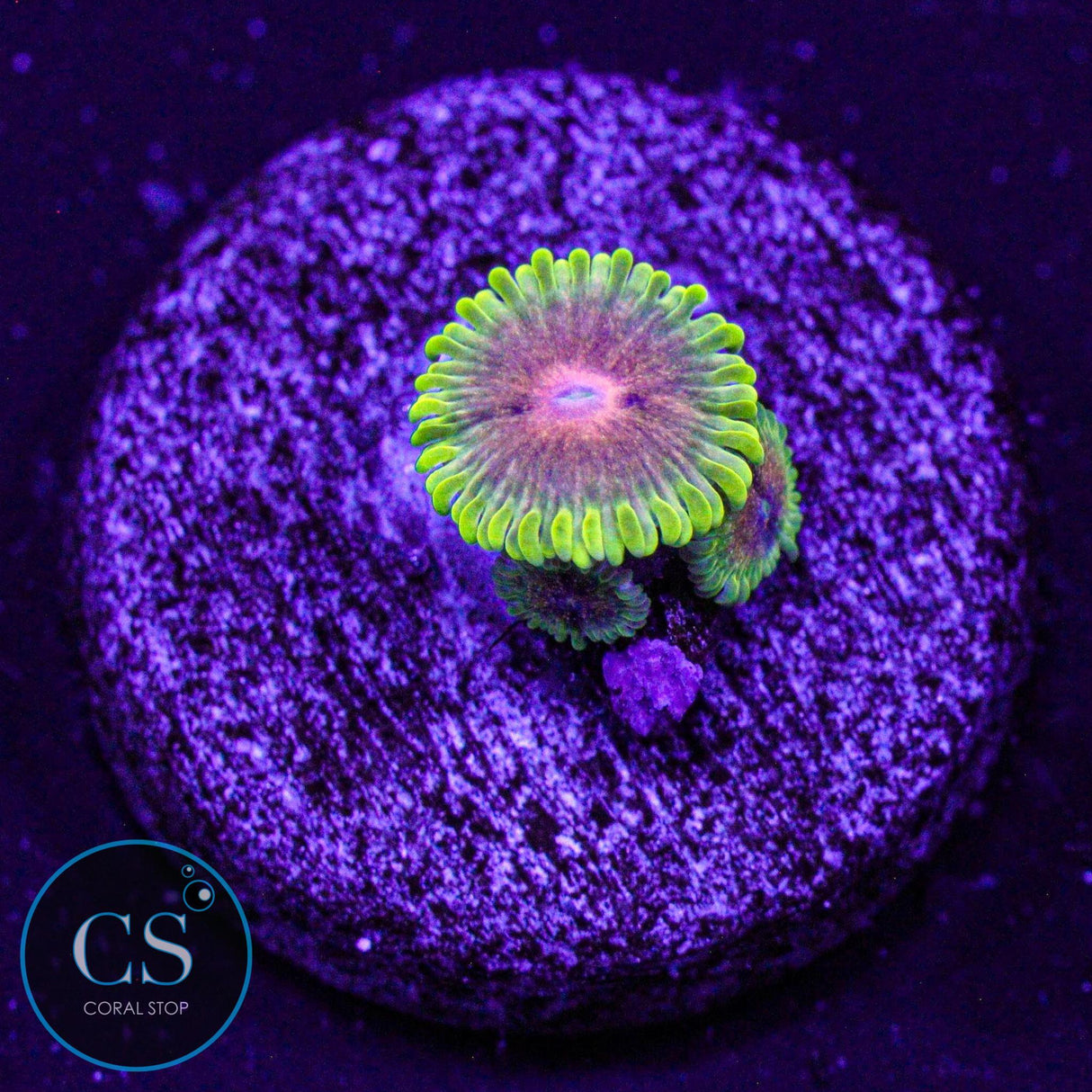 Jamba Juice Zoa
