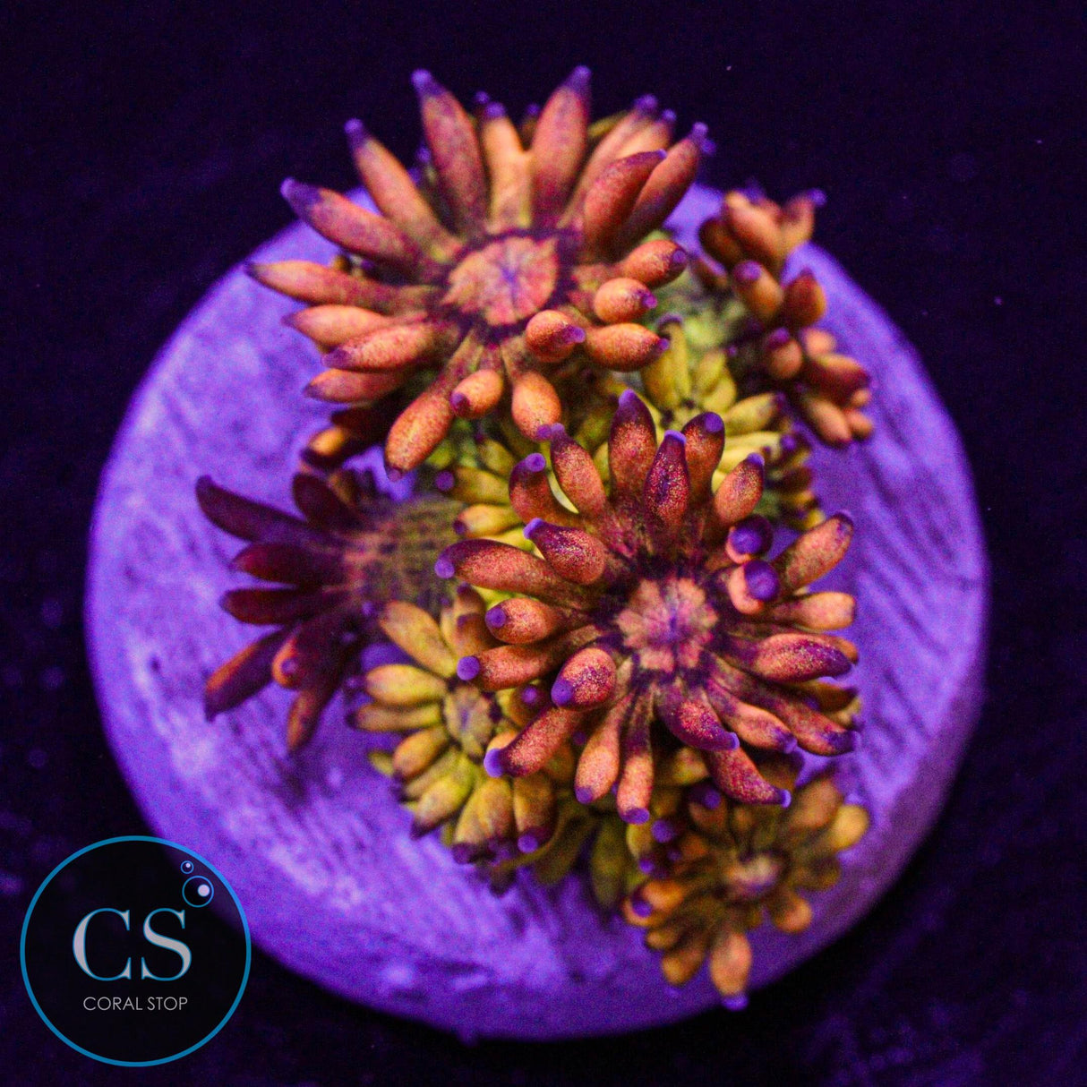 UC Amazeballs Goniopora