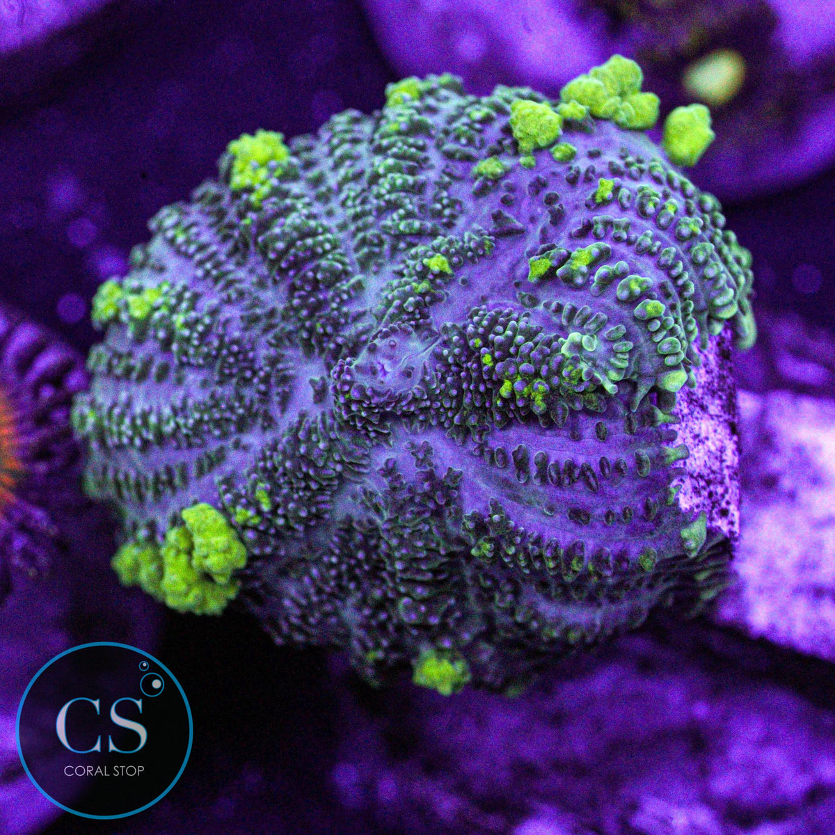 Hulk Bounce Mushroom