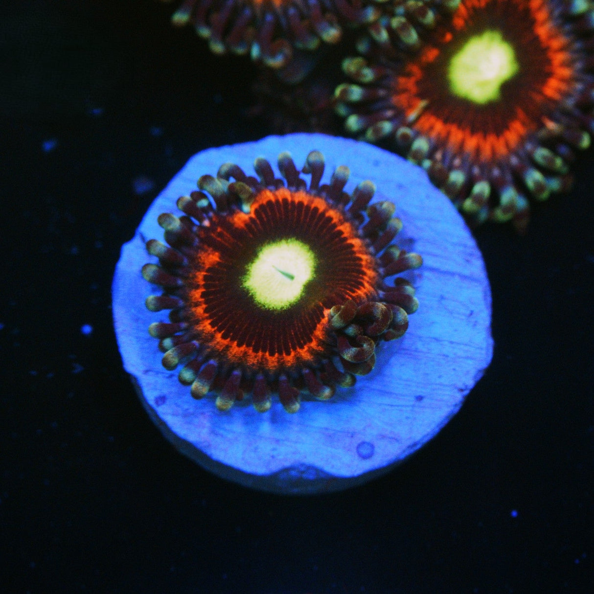 PINK RING OF DEATH ZOA