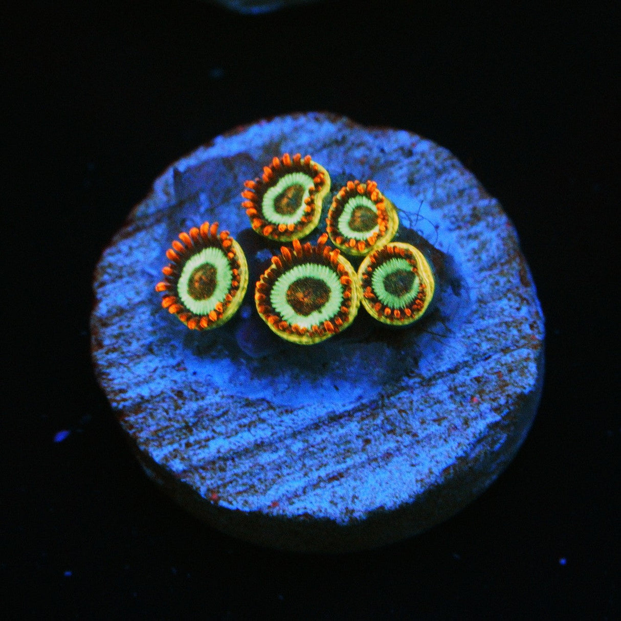 EMERALD ON FIRE ZOA