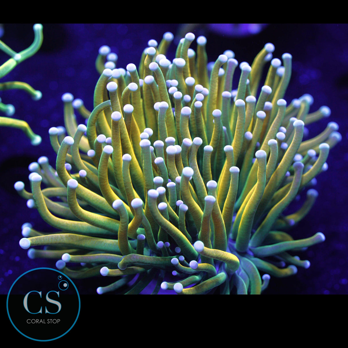 ULTIMATE BANANA GRAIL TORCH