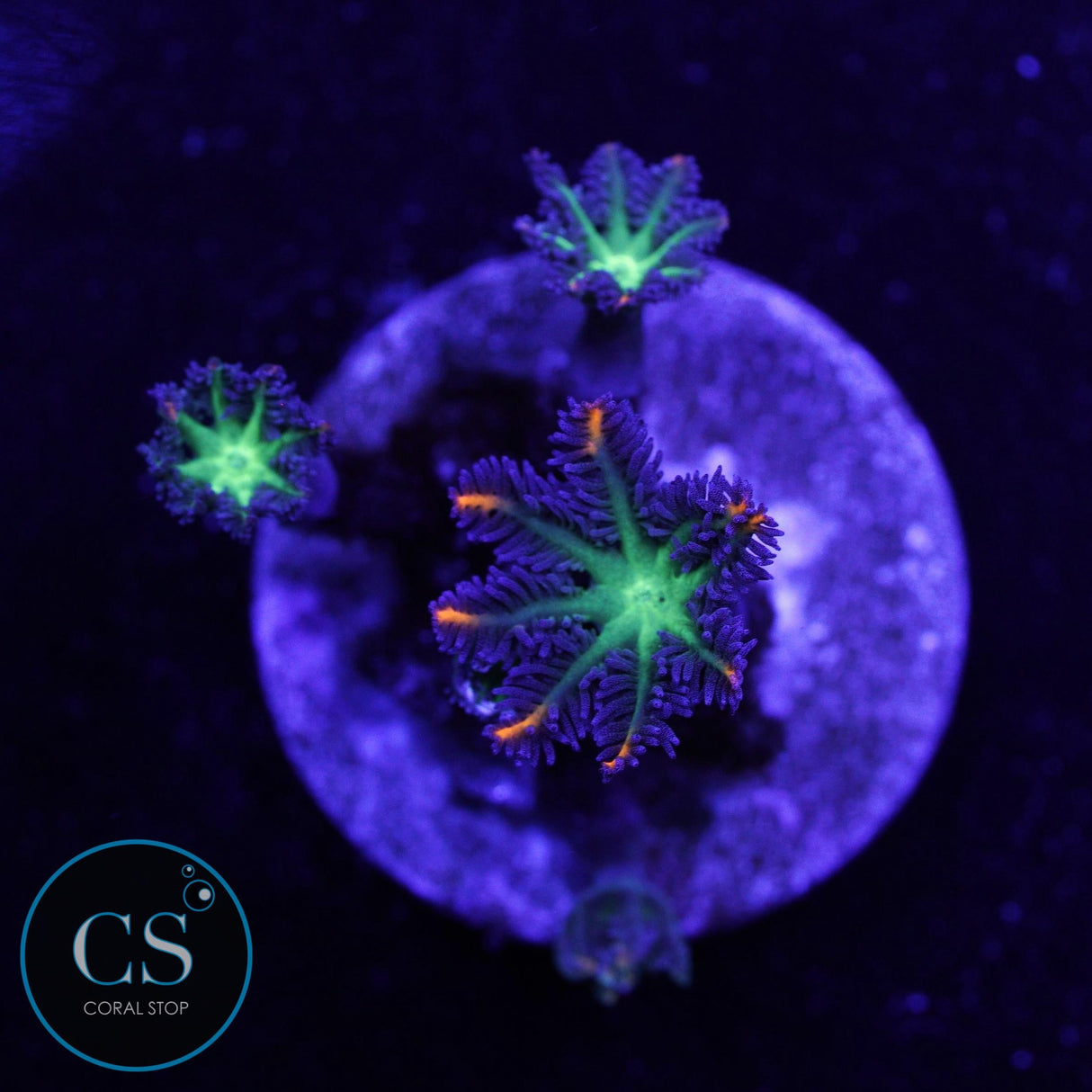 WWC FIREWORKS CLOVE POLYPS