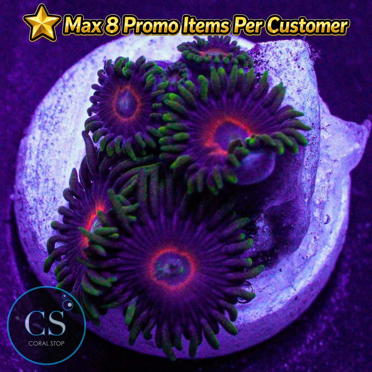 Purple Hearts Zoa