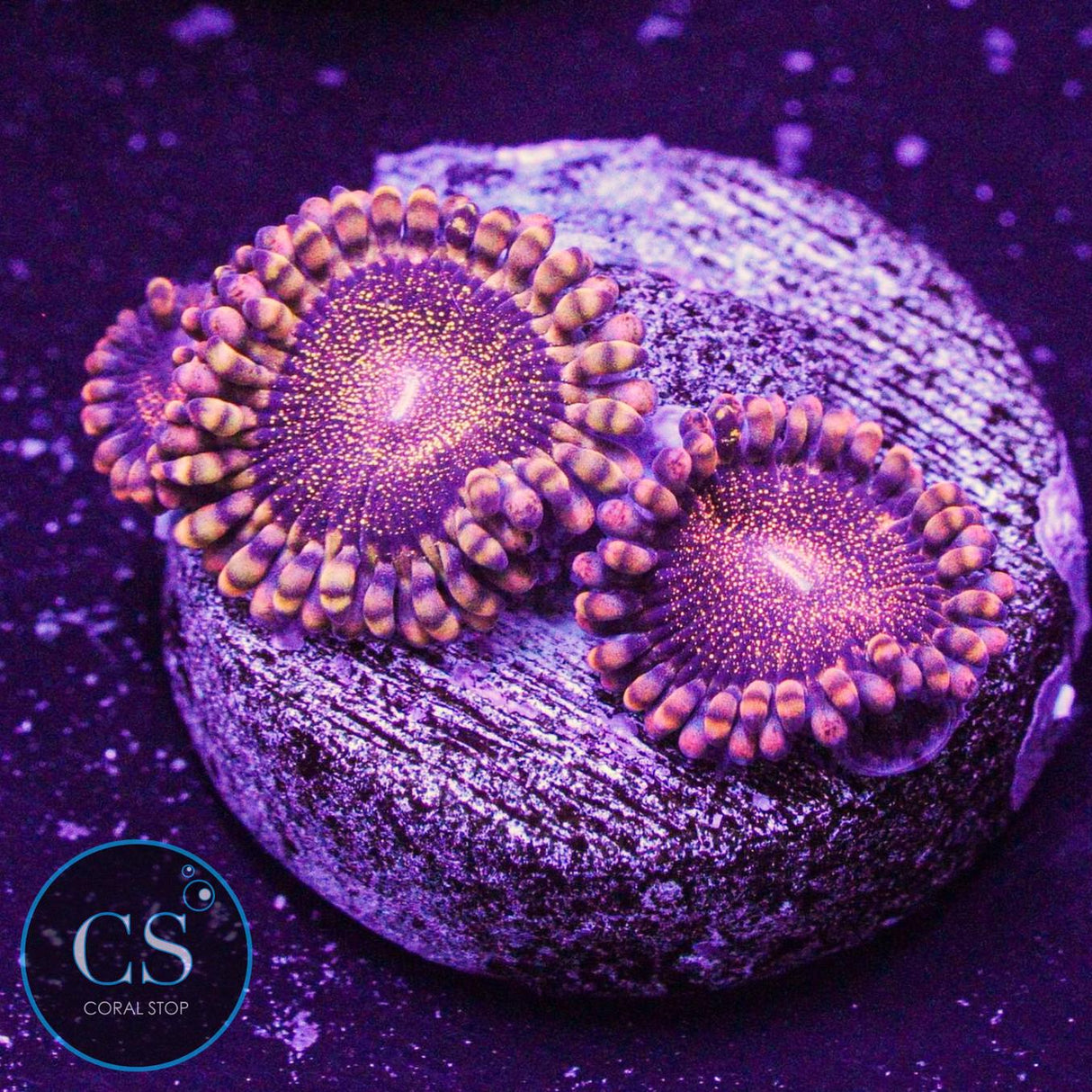 CS Orange Deathstar Zoa