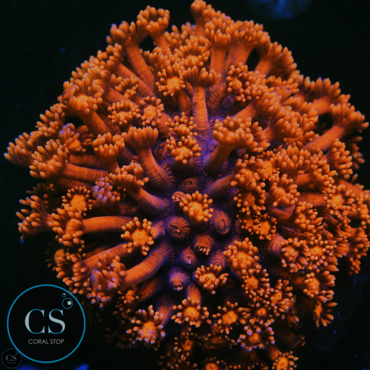 RED GONI COLONY APPROX 3"