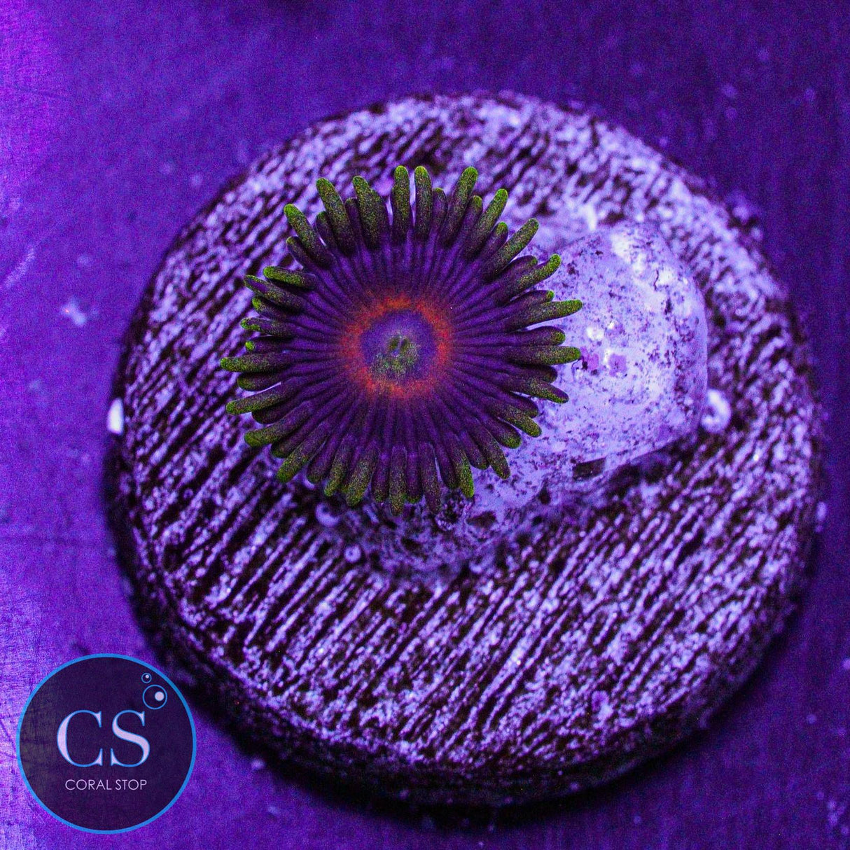 Purple Heart Zoa