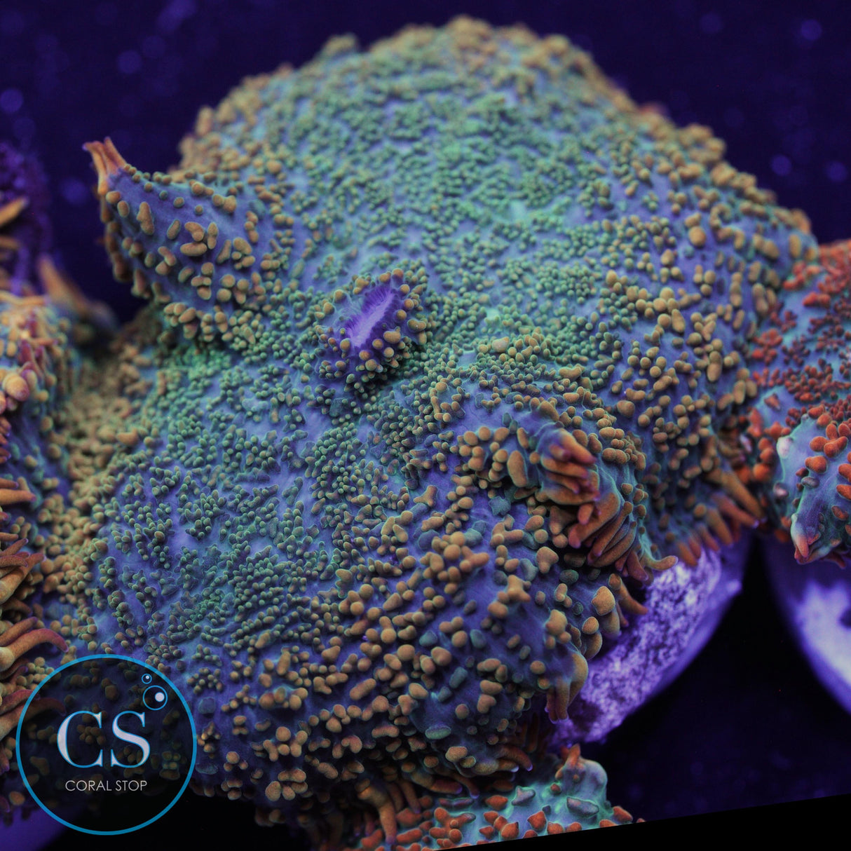 TEQUILA SUNRISE MUSHROOM