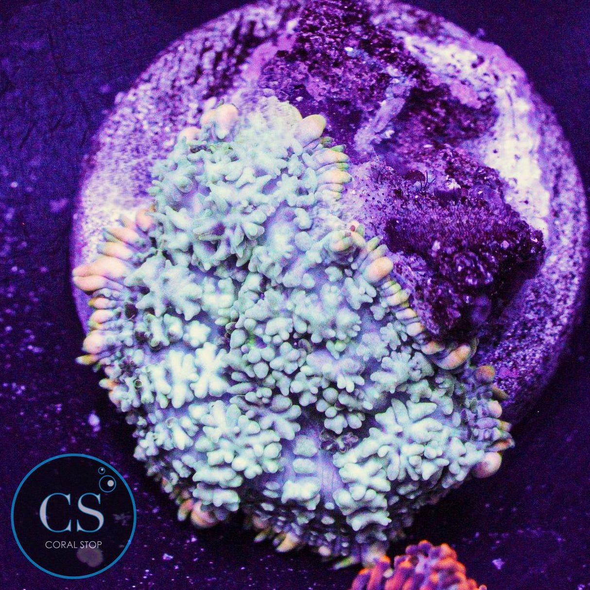Frankenstein Bounce Mushroom